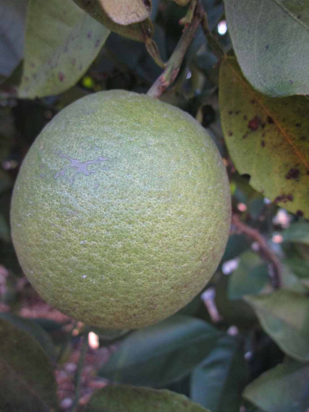            Immature fruit (Winter Haven, FL)   